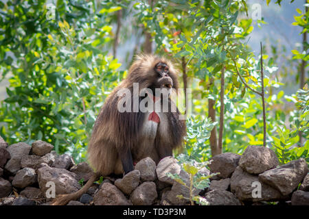 (Gelada Theropithecus gelada, talvolta chiamato lo spurgo-cuore di scimmia o il 'gelada babbuino', è una specie di scimmia del Vecchio Mondo trovato solo nell'et Foto Stock