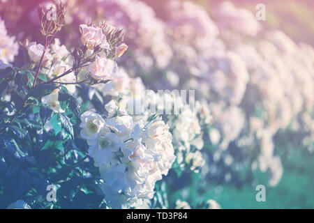 Splendida fioritura di rose bianche in un giardino. Tonica immagine. Foto Stock