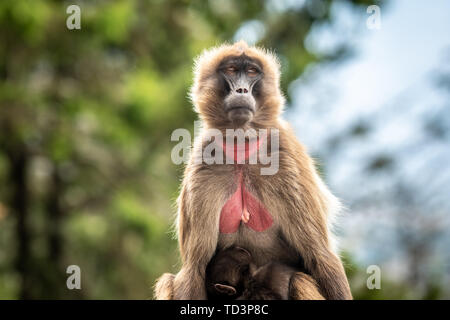 (Gelada Theropithecus gelada, talvolta chiamato lo spurgo-cuore di scimmia o il 'gelada babbuino', è una specie di scimmia del Vecchio Mondo trovato solo nell'et Foto Stock