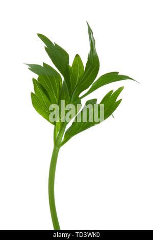 Levistico herb ramoscello isolato su bianco Foto Stock