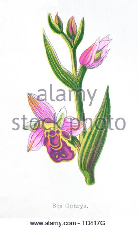 Bee Ophrys (Ophrys apifera), vintage illustrazione da 1874 Foto Stock
