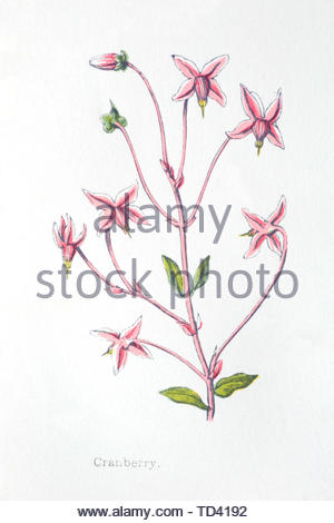 Mirtillo Rosso (Vaccinium oxycoccos), vintage illustrazione da 1874 Foto Stock