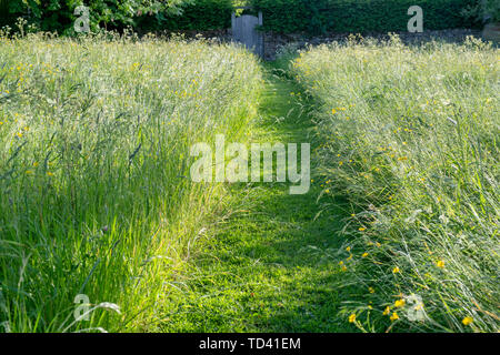 Percorso falciata attraverso erba lunga nella tarda sera di luce. Wyck Rissington, Cotswolds, Gloucestershire, Inghilterra Foto Stock