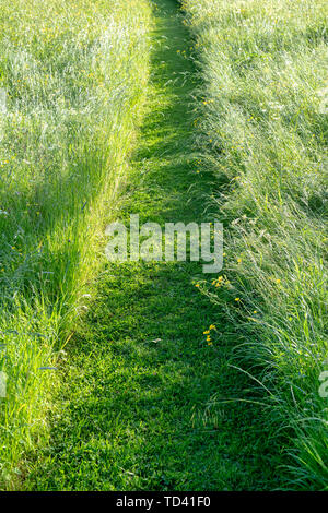 Percorso falciata attraverso erba lunga nella tarda sera di luce. Wyck Rissington, Cotswolds, Gloucestershire, Inghilterra Foto Stock