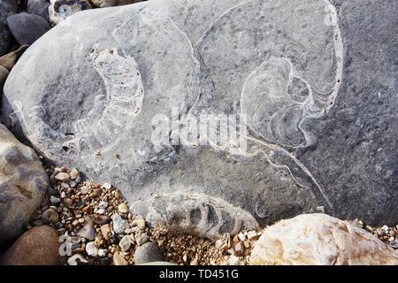 Due fossili di Ammonite e un fossile Nautilus in rocce su Monmouth Beach, Lyme Regis, Jurassic Coast, patrimonio dell'umanità dell'UNESCO, Dorset, Inghilterra Foto Stock