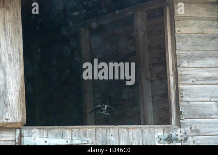 Barn swallow uccellino di alimentazione a Brokenborough, Malmesbury Regno Unito Foto Stock