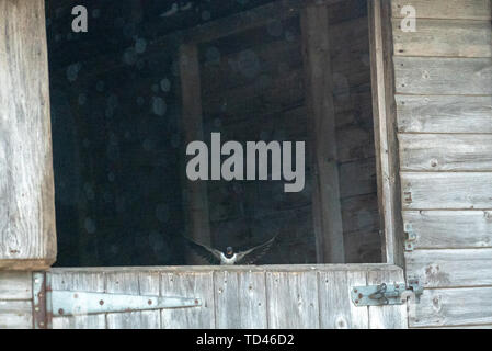 Barn swallow uccellino di alimentazione a Brokenborough, Malmesbury Regno Unito Foto Stock