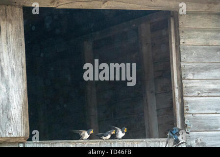 Barn swallow uccellino di alimentazione a Brokenborough, Malmesbury Regno Unito Foto Stock