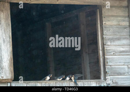 Barn swallow uccellino di alimentazione a Brokenborough, Malmesbury Regno Unito Foto Stock