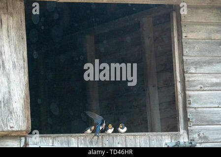 Barn swallow uccellino di alimentazione a Brokenborough, Malmesbury Regno Unito Foto Stock