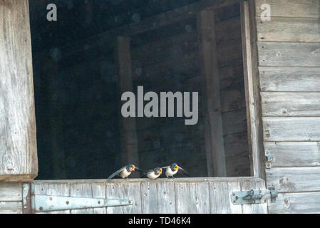 Barn swallow uccellino di alimentazione a Brokenborough, Malmesbury Regno Unito Foto Stock