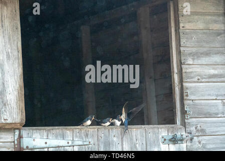 Barn swallow uccellino di alimentazione a Brokenborough, Malmesbury Regno Unito Foto Stock