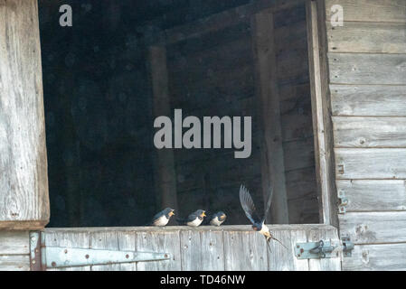 Barn swallow uccellino di alimentazione a Brokenborough, Malmesbury Regno Unito Foto Stock