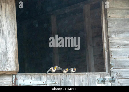 Barn swallow uccellino di alimentazione a Brokenborough, Malmesbury Regno Unito Foto Stock