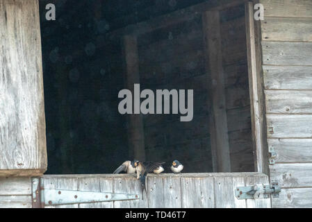 Barn swallow uccellino di alimentazione a Brokenborough, Malmesbury Regno Unito Foto Stock