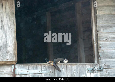 Barn swallow uccellino di alimentazione a Brokenborough, Malmesbury Regno Unito Foto Stock