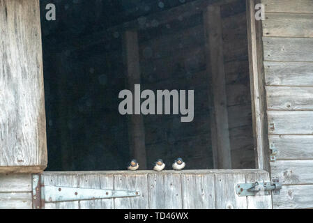 Barn swallow uccellino di alimentazione a Brokenborough, Malmesbury Regno Unito Foto Stock