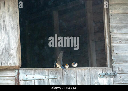 Barn swallow uccellino di alimentazione a Brokenborough, Malmesbury Regno Unito Foto Stock