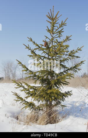 Albero di abete rosso in spazio aperto durante il periodo invernale Foto Stock