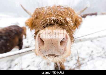 Highland cow nella neve, Valtellina, Lombardia, Italia, Europa Foto Stock