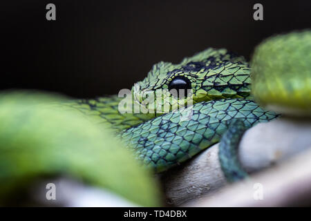 Grandi Laghi bush viper (Atheris nitschei) è attorcigliato intorno al ramo. Foto Stock