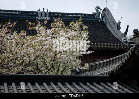 Fiori Ciliegio al tempio Hanshan a Suzhou Foto Stock