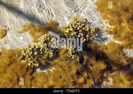 Blasentang (Fucus vesiculosus) im Flachwasser, Apenrade, Süddänemark, Dänemark Foto Stock