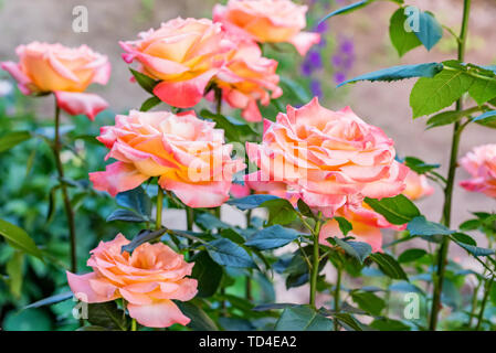 Gara le rose rosa nel giardino vicino fino Foto Stock