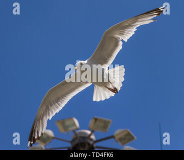 Unione Herring Gull Larus argentatus nel piumaggio adulto scorrevolezza contro un cielo blu Foto Stock