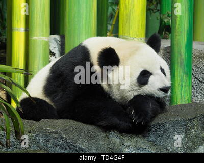 CALGARY, Alberta, Canada - 29 dicembre 2018: un gigantesco orso panda (Ailuropoda melanoleuca) napping in lo Zoo di Calgary, Canada Foto Stock