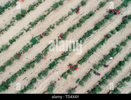 Wuzhong cinese Ningxia Hui Regione autonoma. 11 Giugno, 2019. Persone raccolgono wolfberries nell'attuale stagione di raccolto in Hongsipu distretto della città Wuzhong, a nord-ovest della Cina di Ningxia Hui Regione autonoma, 11 giugno 2019. Credito: Feng Kaihua/Xinhua/Alamy Live News Foto Stock