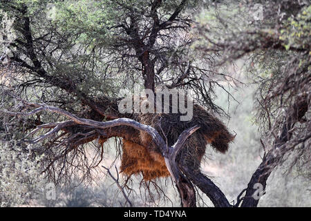 Nidi di Webervoegeln, presa su 27.02.2019 in Sud Africa transfrontaliero Kgalagadi National Park. Migliaia di weber-uccelli, come colonia-fratelli, talvolta costruire molto elaborate e nidi ramificati, che occupano ampio spazio ai vettori come alberi o pali del telegrafo e può crescere fino a 4 metri di larghezza e 3 metri di altezza. Le diverse sottospecie di uccelli costruire diversi tipi e forme di nidi. Spesso i nidi diventano così grandi e pesanti che alberi possono rompersi sotto il carico. Foto: Matthias Toedt/dpa-Zentralbild/ZB/Picture Alliance | Utilizzo di tutto il mondo Foto Stock