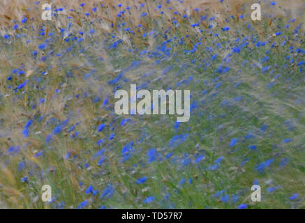 Sieversdorf, Germania. 12 Giugno, 2019. Cornflowers blu e spighe di grano mossi dal vento in un cornfield nel quartiere Oder-Spree dell est del Brandeburgo. Credito: Patrick Pleul/dpa-Zentralbild/ZB/dpa/Alamy Live News Foto Stock