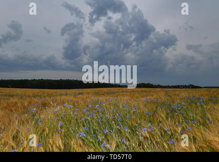 Sieversdorf, Germania. 12 Giugno, 2019. Cornflowers blu e spighe di grano mossi dal vento in un cornfield nel quartiere Oder-Spree dell est del Brandeburgo. Credito: Patrick Pleul/dpa-Zentralbild/ZB/dpa/Alamy Live News Foto Stock