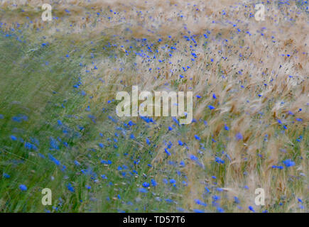 Sieversdorf, Germania. 12 Giugno, 2019. Cornflowers blu e spighe di grano mossi dal vento in un cornfield nel quartiere Oder-Spree dell est del Brandeburgo. Credito: Patrick Pleul/dpa-Zentralbild/ZB/dpa/Alamy Live News Foto Stock