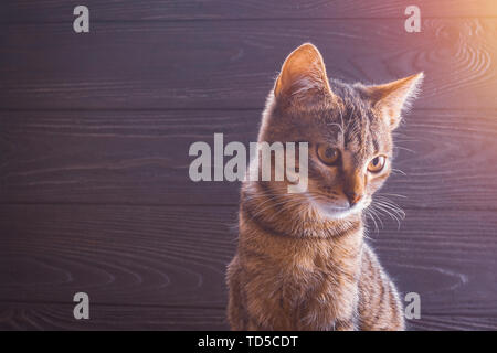Museruola gattino close-up su sfondo di legno ritratto Foto Stock