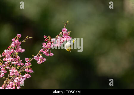 Un verde scuro ricamato uccello su un ramo di fiori. Foto Stock