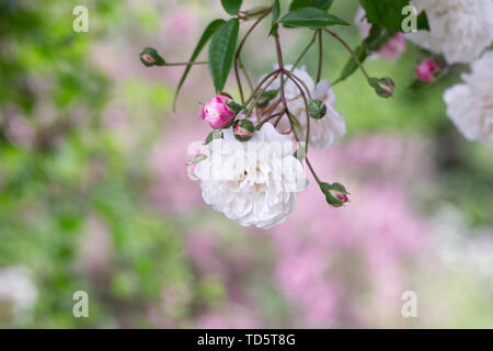 Rosa "Felicite et Perpetue' Fiori. Foto Stock