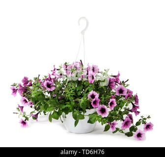 Petunia viola in vaso isolato su bianco Foto Stock