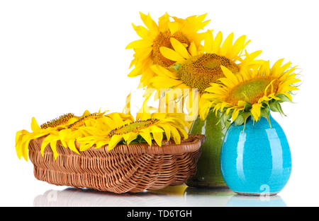 Bellissimo il girasole in vasi di colore e cesto di vimini, isolato su bianco Foto Stock