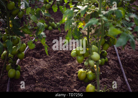 Mazzetto di grossi pomodori verdi su una boccola, crescente pomodoro selezionato in una serra Foto Stock