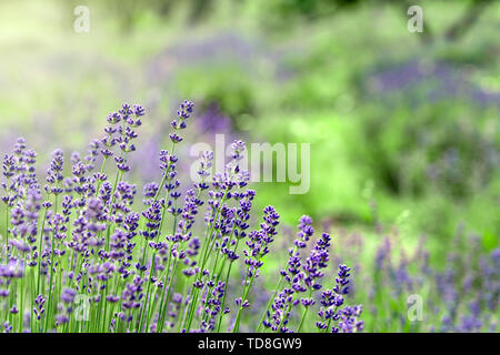 La tenerezza di campi di lavanda in Tihany Ungheria Foto Stock