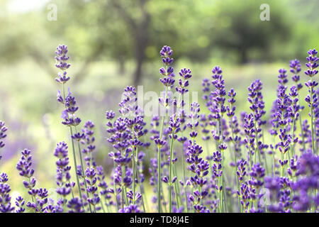 La tenerezza di campi di lavanda in Tihany Ungheria Foto Stock