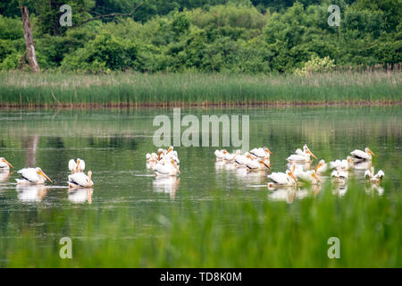 Un gregge di Americano bianco pellicani (Pelecanus erythrorhynchos) poggiano su un laghetto durante la migrazione. Fitchburg, Wisconsin, Stati Uniti d'America. Foto Stock