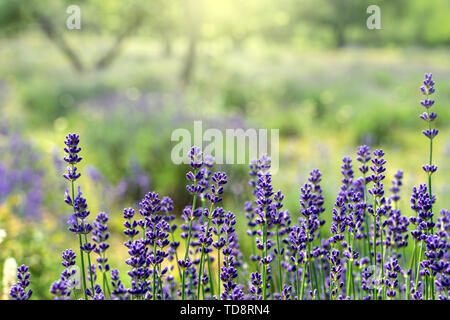 La tenerezza di campi di lavanda in Tihany Ungheria Foto Stock