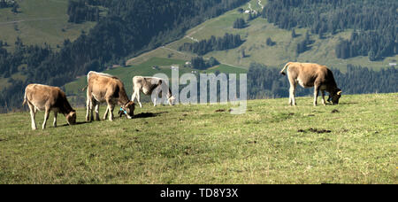 In Svizzera bovini marrone giornate di pascolo su alpeggi estivi di Palfries, Alpi Svizzere Foto Stock