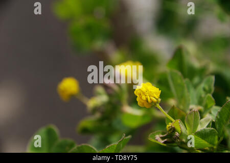 Medicago lupulina, comunemente noto come la luppolina, Nonesuch, o hop trifoglio, visto qui in Svizzera Foto Stock