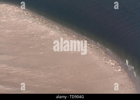 Banche di tenuta, foto aerea del Schleswig-Holstein il Wadden Sea National Park in Germania Foto Stock