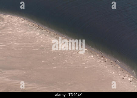 Banche di tenuta, foto aerea del Schleswig-Holstein il Wadden Sea National Park in Germania Foto Stock