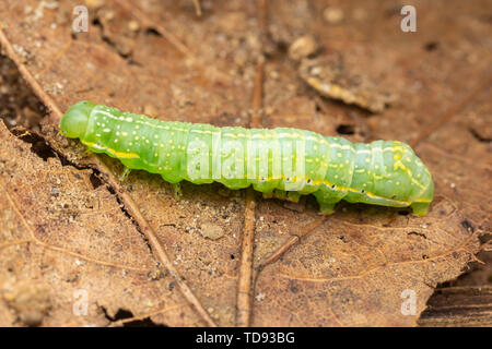 Un rame Underwing (Amphipyra pyramidoides) moth caterpillar (larva) esamina tra foglie sul suolo della foresta. Foto Stock